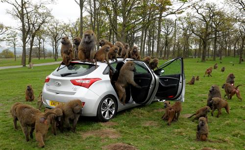 Baboons Test Hyundai i30 Toughness! Baboons Test Hyundai i30 1. You don't realize it's an Alfa until you see the badge.