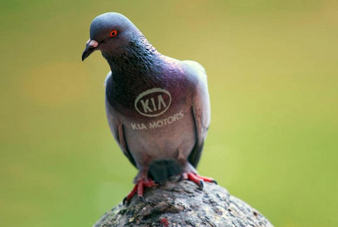 kia pigeon at Kia Gets Offensive Against Pigeons!