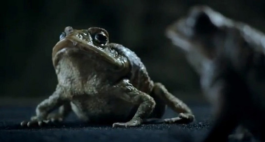Ford frog commercial at Not Nice: Ford Falcon Frog Commercial