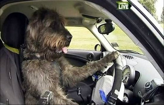 driver dog at Video: Proof That Dogs Can Drive, For Real!