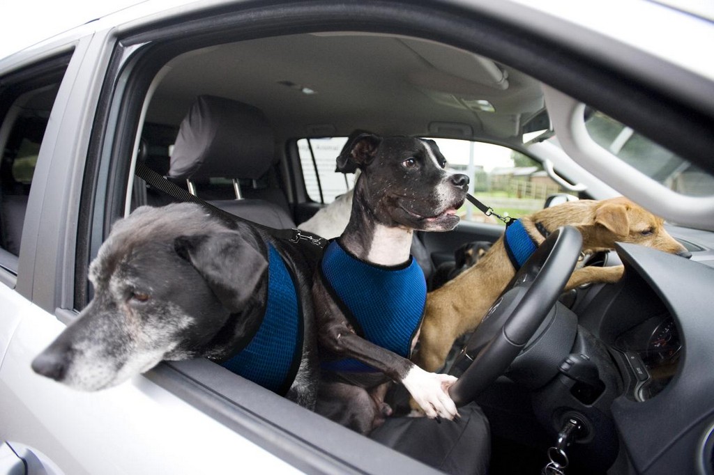 Volkswagen Paw Wheel Drive at Paw Wheel Drive: Volkswagen Teaches Dogs to Drive