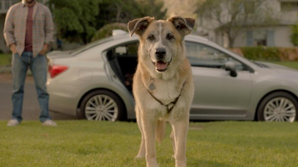 Dream Weekend Dog Impreza 600x337 at New Subaru Impreza Ad Makes You Want a Dog!