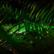 AMG GT R Jungle 3 175x175 at Mercedes AMG GT R Shows Some Skin in New Teasers