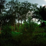 AMG GT R Jungle 5 175x175 at Mercedes AMG GT R Shows Some Skin in New Teasers