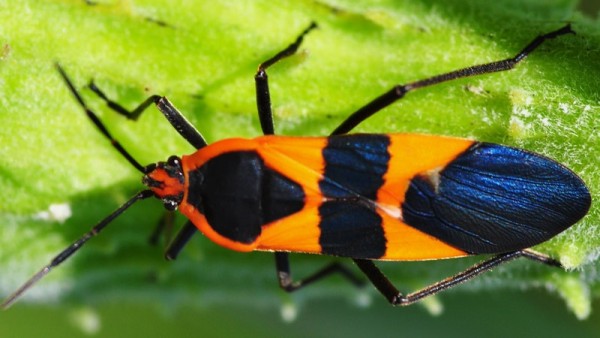 large milkweed bug new york 600x338 at Is This the Most Unique McLaren P1 MSO Yet Seen?