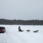 Cupra vs Husky 2 175x175 at SEAT Leon CUPRA Takes on Six Siberian Huskies!