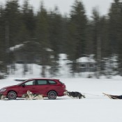 Cupra vs Husky 3 175x175 at SEAT Leon CUPRA Takes on Six Siberian Huskies!